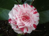 Camellia-japonica-Lavinia-Maggi.TFC-13