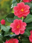Camelliaret.MaryWilliams