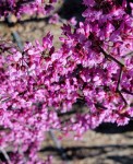 Cercis-canadensis-Carolina-Sweetheart-a