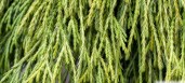 Chamaecyparis-pisifera-Sungold-1200x630-proportionalsmallest