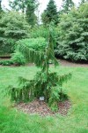 ChamaecyparisNootPendula2-1