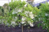 Chionanthus-virginicus-06