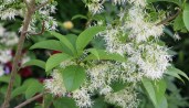 Chionanthus-virginicus