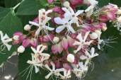Clerodendron+trichotoma