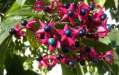 Clerodendrontrichotomum2