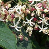 Clerodendrum-trichotomum-1-1-480x480