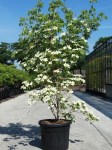 Cornus-kousa-Weisse-Fontaine-Medium-e1622030117108