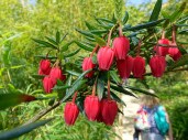 Crinodendron_hookerianum_-_Lost_Gardens_of_Heligan_-_Cornwall,_England_-_DSC02700