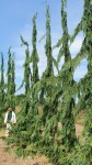 Cupressus-nootkatensis-Green-Arrow10-12-and-12-14-some-tipping-at-18-1