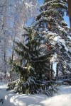 DSC04960