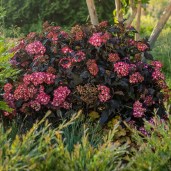Eclipse-Hydrangea-macrophylla