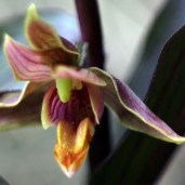 Epipactis-gigantea-Night-Serpentine-Orchidee-de-jardin-V-17363-1