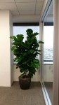 Ficus-Lyrata-Specimen