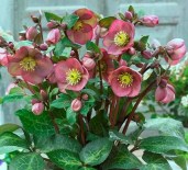 Helleborus-iburgensis-Pippas-Purple-PP-27121.i-11528.s-64215.r-1_3f1fa9a7-c824-4642-a23b-fa3976c76375_grande