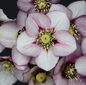 Helleborus-orientalis-‘Frozen-Kristof7