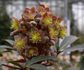 Helleborus_x_sternii_Flame1