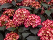Hydrangea-Eclipse-First-Editions