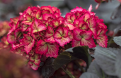 Hydrangea-First-Editions-Eclipse-эклипс-