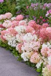 Hydrangea-Groundbreaker-Blush-border-Plantipp-BV®-627x940