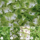 Hydrangea-Magical-Coral-Noblesse-Гортензия-крупнолистовая-Мэджикал-Ноблесс2