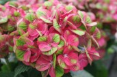 Hydrangea-macrophylla-Magical-Greenfire