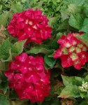 Hydrangea_macrophylla_Hot_Red_Violet