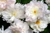 IMG_0995C-Peony-Marshmallow-Puff-Bowl-of-Cream-The-New-York-Botanical-Garden