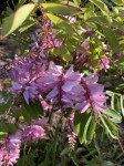 Indigofera-decora