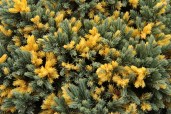 Juniperus-squamata-Floriant