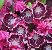 Kalmia_Deep_Secret-1m