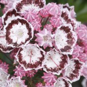 Kalmia_latifolia_Bandeau_KUS_9593