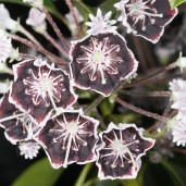 Kalmia_latifolia_Mitternacht_KUS_8439