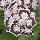 Kalmia_latifolia_black_label_XK_2602