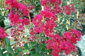 LAGERSTROEMIA-INDYJSKA-RED-IMPERATOR-CZERWONA-P-Producent-inna