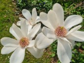 Magnolia-Joli-Pompom