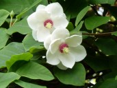 Magnolia_sieboldii