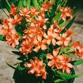 Nerium-oleander