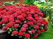 OGNISTA-HORTENSJA-OGRODOWA-HOT-RED-3-LETNIA-C2-Kolor-kwiatow-czerwone