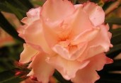 Oleander-Pflanze-ca-65-cm-Provence-FROSTHART6