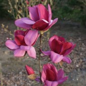 PRODUCT-177677-SERVER-85__61844