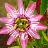 Passiflora_Victoria