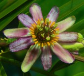 Passiflora_candollei-bloom4-8003233753c