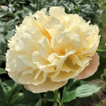 Patricia-Jean-peony