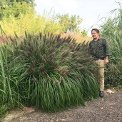 Pennisetum-alopecuroides-_Mouldry_