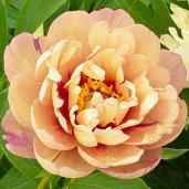 Peony-Candy-Cane