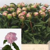 Peony-Sweet-Sixteen-60cm