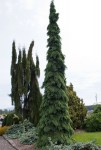 Picea-glauca-Pendula-2343