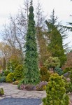 Picea-glauca-Pendula-9618