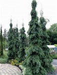 Picea_glauca_Pendula