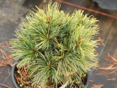 Pinus-koraiensis-Golden-Eye-2